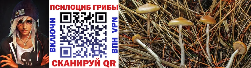 как найти   Котлас  Псилоцибиновые грибы ЛСД 